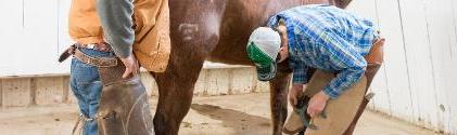 Two people working in front of a horse